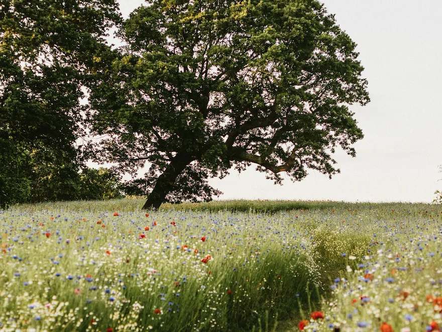 Grounds at Coworth Park