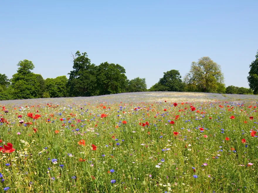 The Meadow at Coworth Park in the Summer